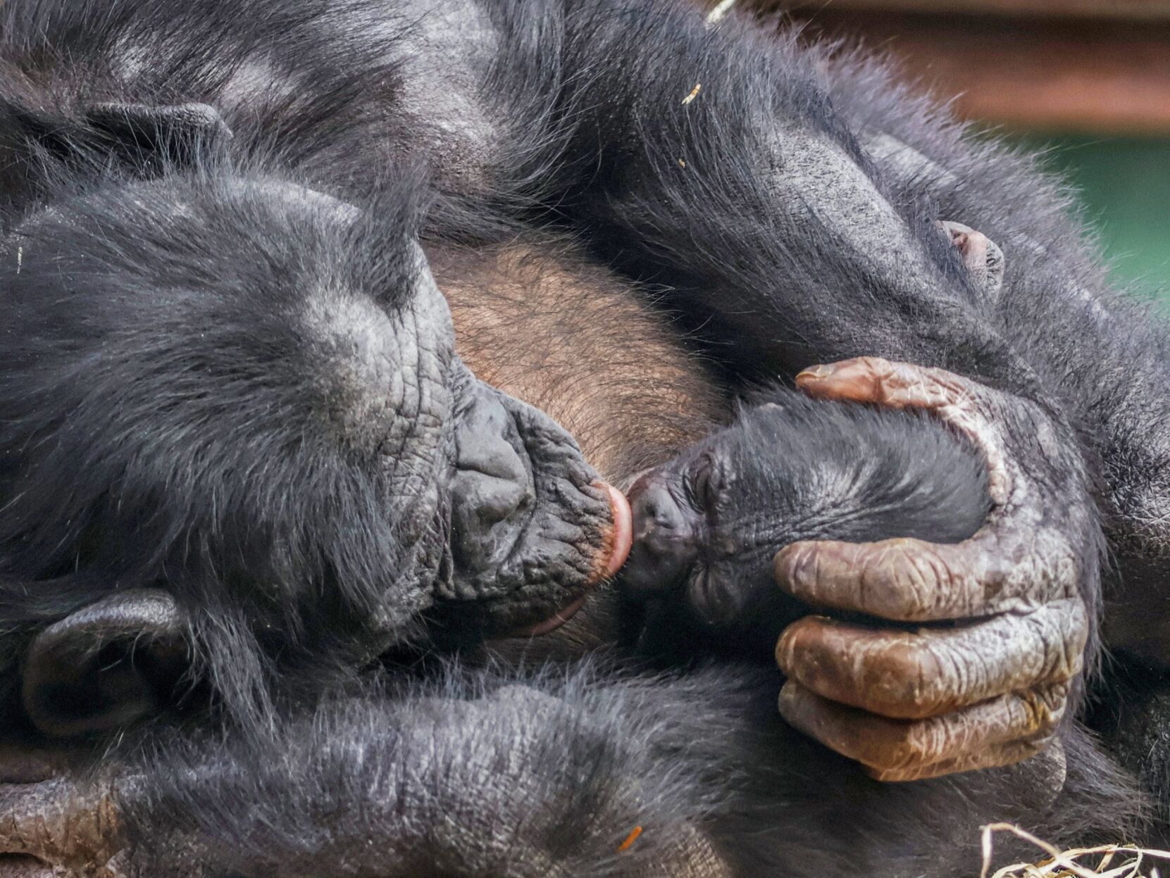 Bonobo baby